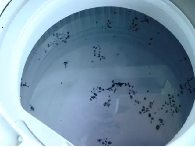 洗衣机怎么清洗里面的脏东西怎么弄干净，滚筒洗衣机怎么清理里面的脏东西（洗衣机里竟有这么多脏东西）