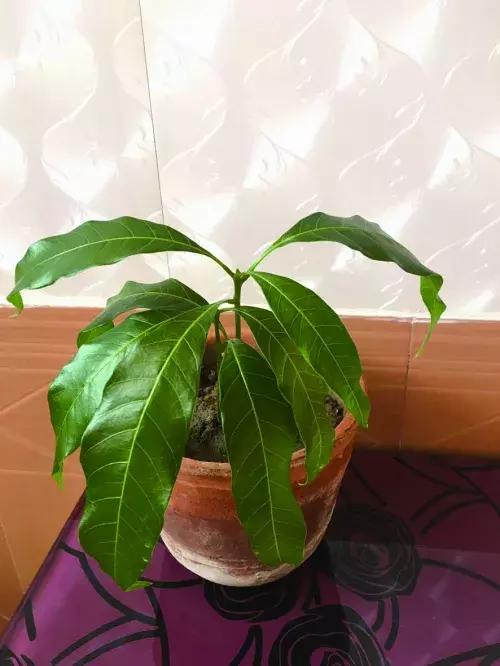 芒果怎样种植盆栽,芒果盆栽怎么种,芒果盆栽种植方法(而且还可以吃到