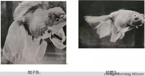 涫.上涫.网名，涫.上涫.（看古人如何养鱼！）