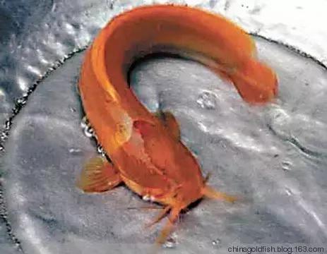 涫.上涫.网名，涫.上涫.（看古人如何养鱼！）