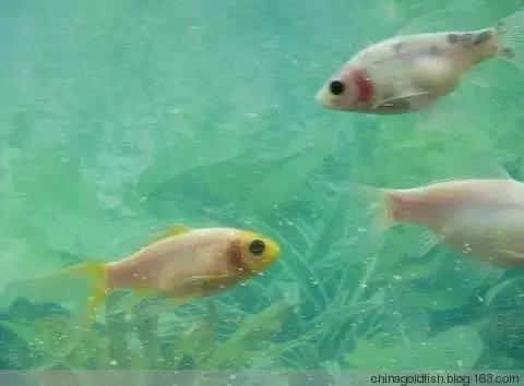 涫.上涫.网名，涫.上涫.（看古人如何养鱼！）