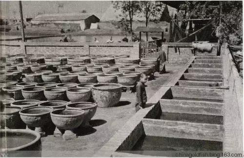 涫.上涫.网名，涫.上涫.（看古人如何养鱼！）