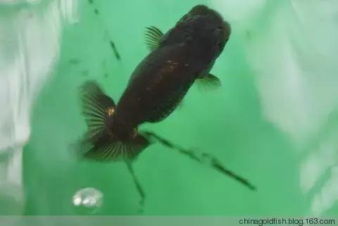 涫.上涫.网名，涫.上涫.（看古人如何养鱼！）