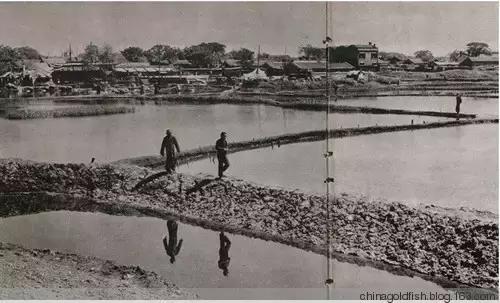 涫.上涫.网名，涫.上涫.（看古人如何养鱼！）