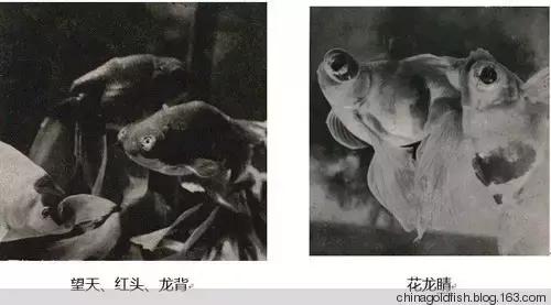 涫.上涫.网名，涫.上涫.（看古人如何养鱼！）