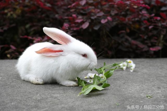 属兔是哪一年出生的，2023属兔是哪一年出生的（十二生肖密码之属兔生日密码）