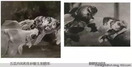 涫.上涫.网名，涫.上涫.（看古人如何养鱼！）