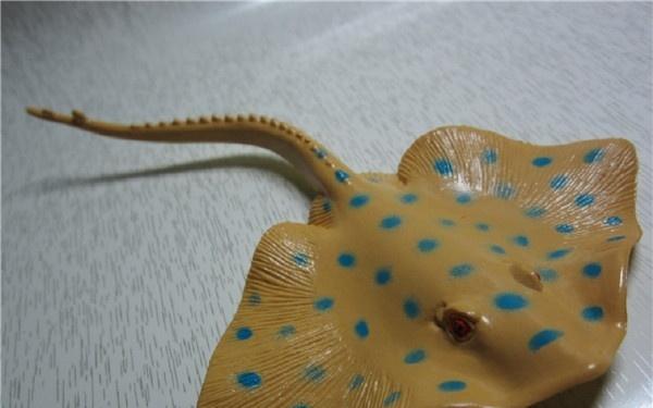 魟和鳐怎么区分，魟和鳐怎么区分图解（谈谈蝠鲼、鳐鱼、魟鱼）