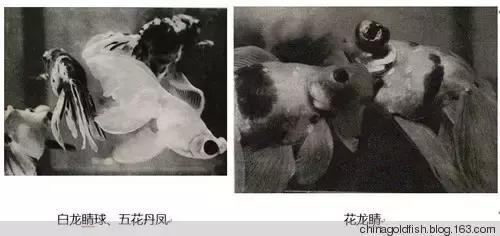 涫.上涫.网名，涫.上涫.（看古人如何养鱼！）