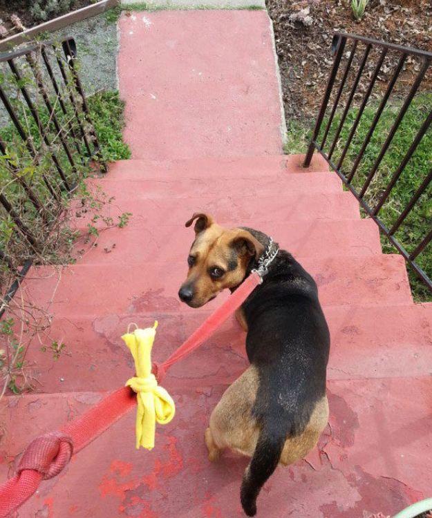 狗带是什么意思,狗带是什么意思 狗带是什么梗(现