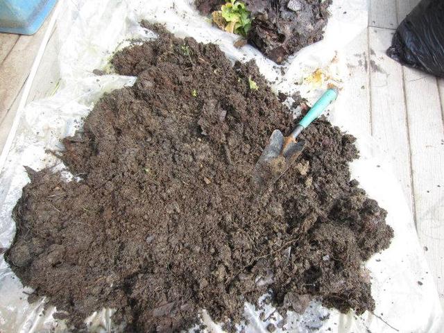 小飞虫怎么消灭小窍门，花里的小飞虫怎么消灭小窍门（根系健壮10年不生虫）