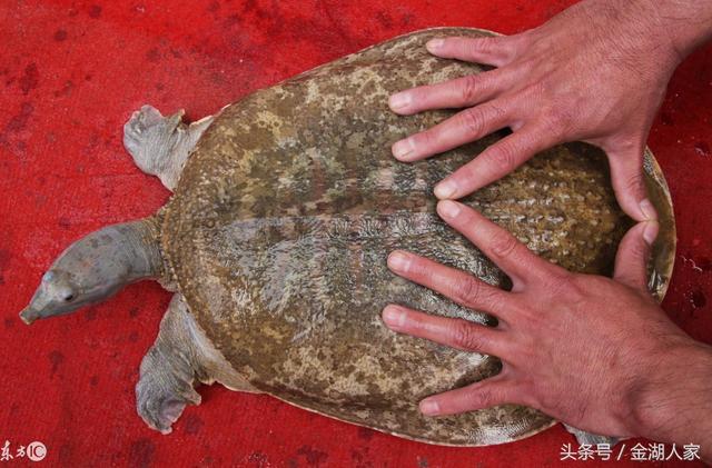 甲鱼怎么养才能养好，甲鱼怎么养才能养好呢（甲鱼的土塘养殖方法有哪些）