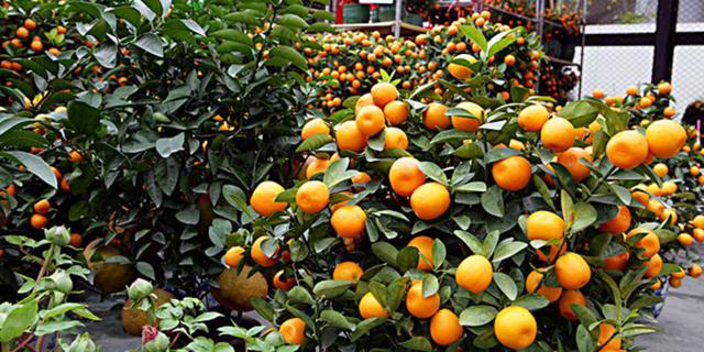 自贡有哪些特产，自贡有啥子特产（四川省自贡市最具特色的特产）