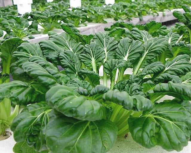 吃细叶芹的好处，吃细叶芹的好处与功效（你知道冬季可再生的叶类蔬菜）