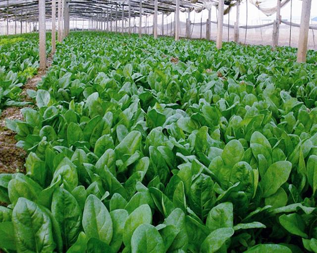 吃细叶芹的好处，吃细叶芹的好处与功效（你知道冬季可再生的叶类蔬菜）