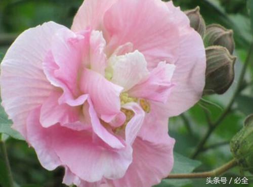 三醉芙蓉花养殖方法，三醉芙蓉怎么养（木芙蓉几月开花？如何种植）