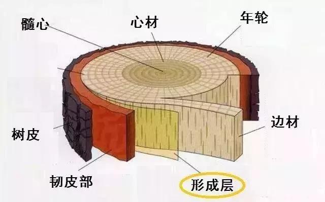 树年轮结构示意图图片