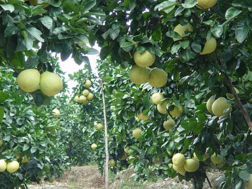 自贡有哪些特产，自贡有啥子特产（四川省自贡市最具特色的特产）