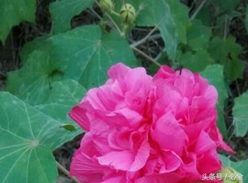 三醉芙蓉花养殖方法，三醉芙蓉怎么养（木芙蓉几月开花？如何种植）