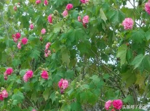 三醉芙蓉花养殖方法，三醉芙蓉怎么养（木芙蓉几月开花？如何种植）