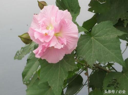 三醉芙蓉花养殖方法，三醉芙蓉怎么养（木芙蓉几月开花？如何种植）