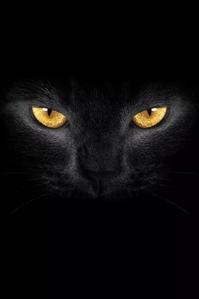 黑白格子图片含义(沉稳中透露出睿智的动物浅色调系列壁纸)