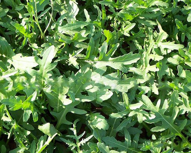 吃细叶芹的好处，吃细叶芹的好处与功效（你知道冬季可再生的叶类蔬菜）