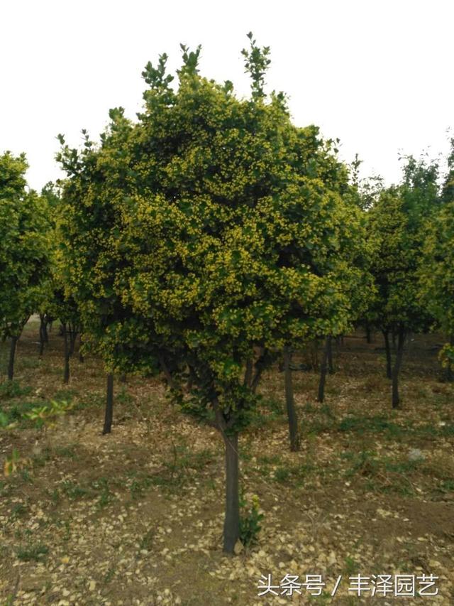 冬青卫矛和冬青的区别，冬青卫矛和冬青的区别是什么（冬青<黄杨>品种这么多）