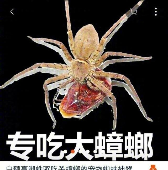蜘蛛吃蟑螂吗，那些买了大蜘蛛回家吃蟑螂的人（蜘蛛吃蟑螂吗蜘蛛看到光就跑）