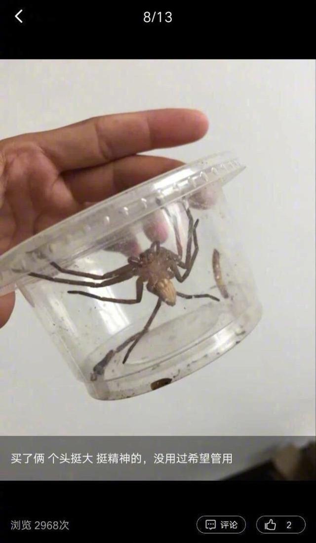 蜘蛛吃蟑螂吗，那些买了大蜘蛛回家吃蟑螂的人（蜘蛛吃蟑螂吗蜘蛛看到光就跑）