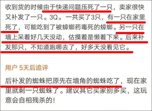 蜘蛛吃蟑螂吗，那些买了大蜘蛛回家吃蟑螂的人（蜘蛛吃蟑螂吗蜘蛛看到光就跑）