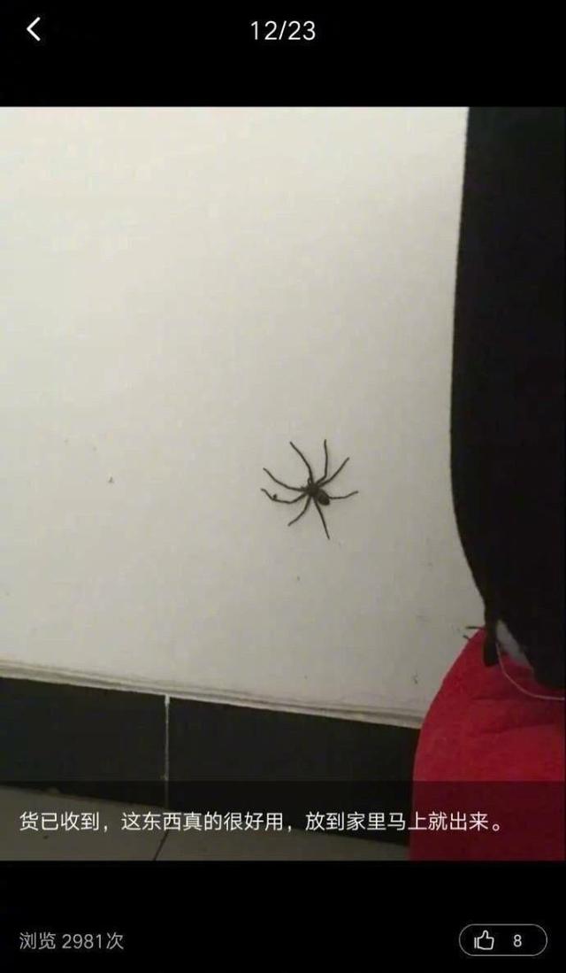 蜘蛛吃蟑螂吗，那些买了大蜘蛛回家吃蟑螂的人（蜘蛛吃蟑螂吗蜘蛛看到光就跑）