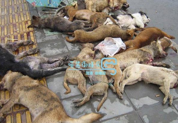 怎么判断人得了狂犬病，人真的那么容易得狂犬病吗（学会分辨死亡率100%的狂犬病毒症状）