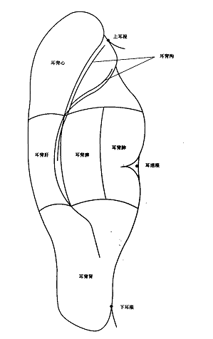 肾开窍于耳的依据，耳针实战技术助你养心安神