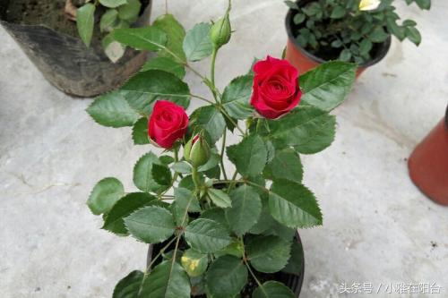 盆栽欧月怎么养，盆栽玫瑰欧月这样养