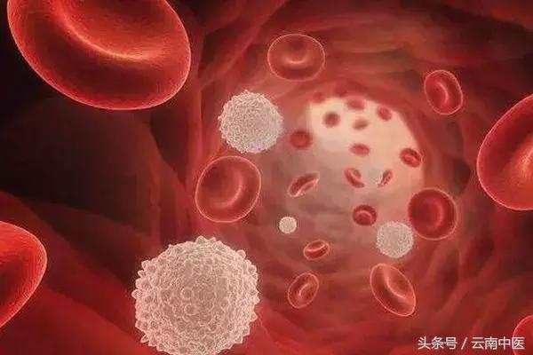 生白芍的功效与作用，生白芍的作用和功效（哪些中药有补血的效果）