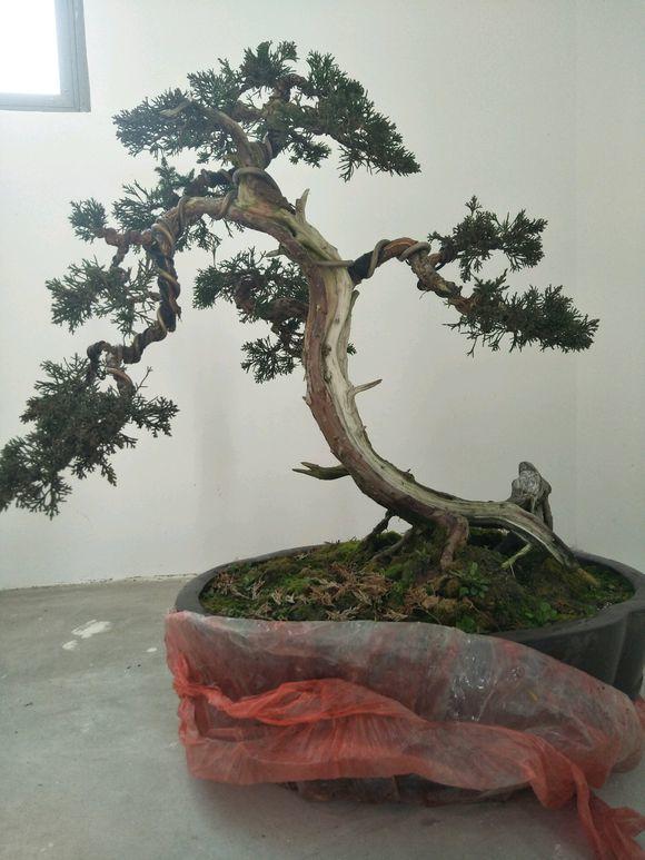 相思豆养殖方法和注意事项盆栽，相思豆植物可以养多久（这3种花都有微量毒素）