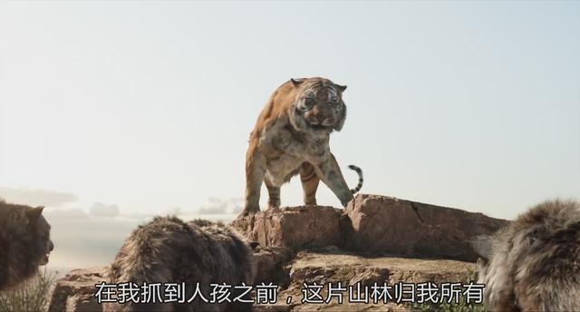 老虎为什么打不过黑豹，老虎为什么怕黑豹（《奇幻森林》黑豹和老虎你觉得谁的战斗力更强）
