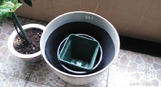 盆栽欧月怎么养，盆栽玫瑰欧月这样养