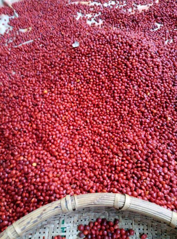 相思豆养殖方法和注意事项盆栽，相思豆植物可以养多久（这3种花都有微量毒素）