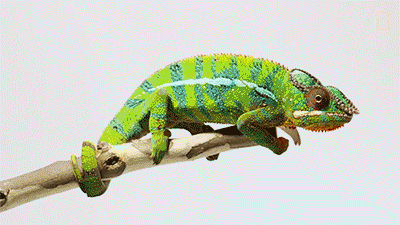 变色龙和蜥蜴的区别，“花翡翠”被他琢成变色龙（蜥蜴跟变色龙的区别）