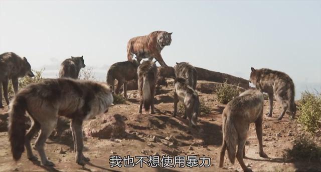 老虎为什么打不过黑豹，老虎为什么怕黑豹（《奇幻森林》黑豹和老虎你觉得谁的战斗力更强）