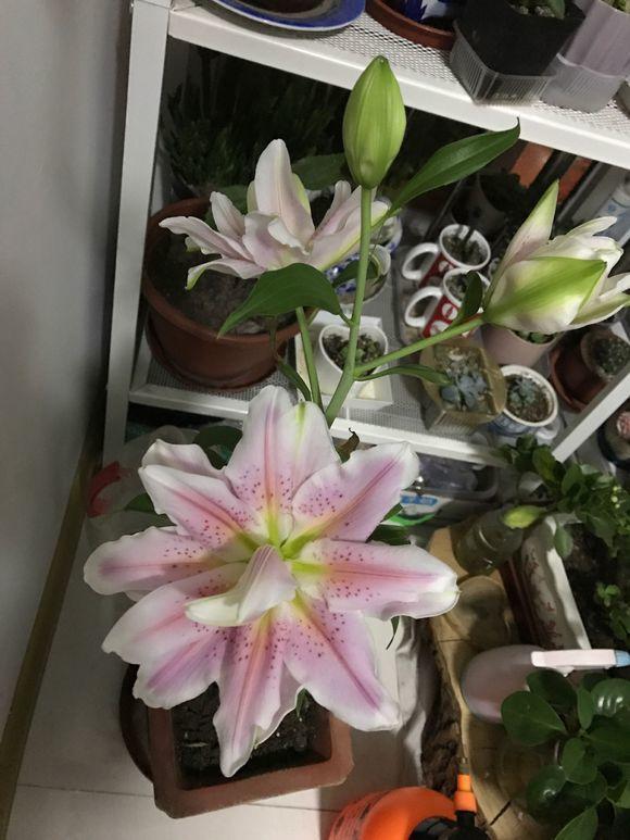 相思豆养殖方法和注意事项盆栽，相思豆植物可以养多久（这3种花都有微量毒素）