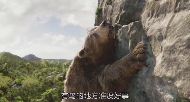 老虎为什么打不过黑豹，老虎为什么怕黑豹（《奇幻森林》黑豹和老虎你觉得谁的战斗力更强）