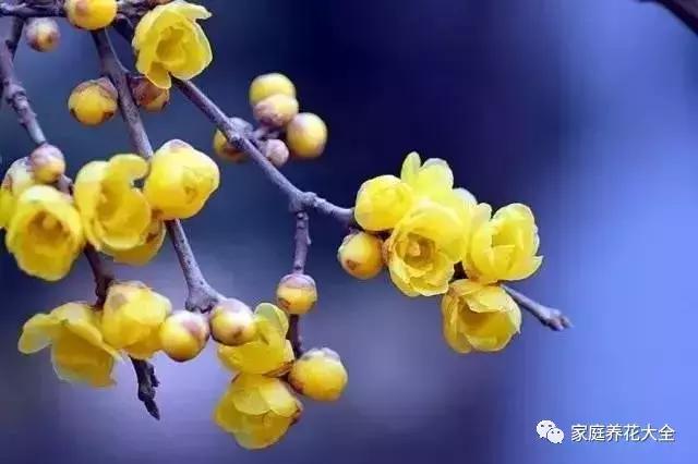 腊梅叶子发黄干枯怎么解决，腊梅叶子发蔫了处理方法（腊梅叶子发黄怎么办）
