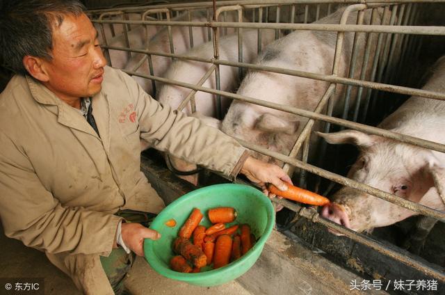 什麼叫豬歡喜,豬歡喜啥意思是什麼(養豬人知道密度常見問題嗎)