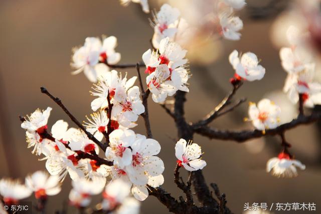 關於杏花的詩句,關於桃花的詩句(描寫杏花經典詩詞45首)