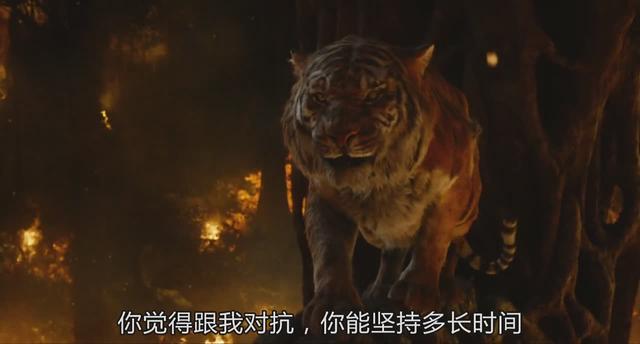 老虎为什么打不过黑豹，老虎为什么怕黑豹（《奇幻森林》黑豹和老虎你觉得谁的战斗力更强）