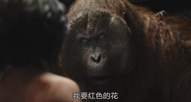老虎为什么打不过黑豹，老虎为什么怕黑豹（《奇幻森林》黑豹和老虎你觉得谁的战斗力更强）