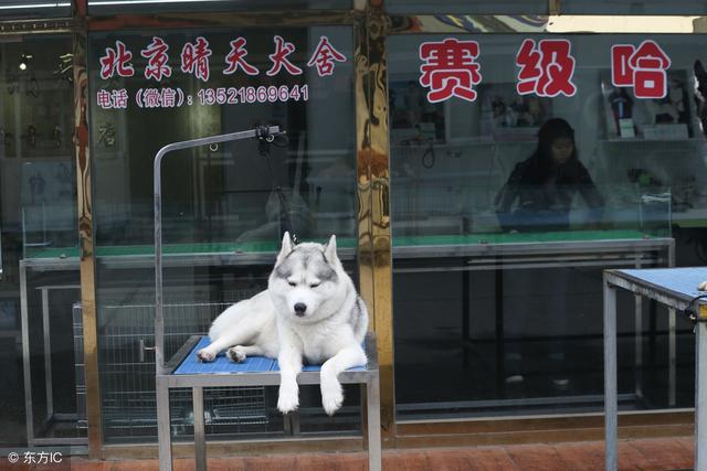 北京哪里有狗市，北京买狗狗的市场在哪里（北京地区乃至华北地区最大的犬类交易市场——梨园狗市图片精选）